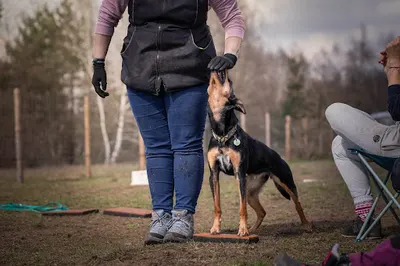 Oto Janka - szkolenie psów w Łodzi